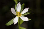 Coastal rose gentian